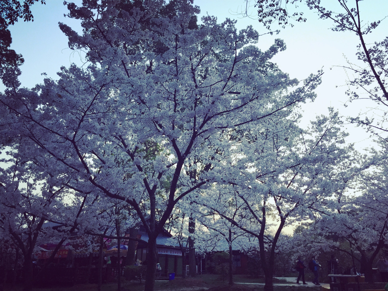 爱之旅1+信管+张艳.jpg 爱之旅1+信管+张艳.jpg