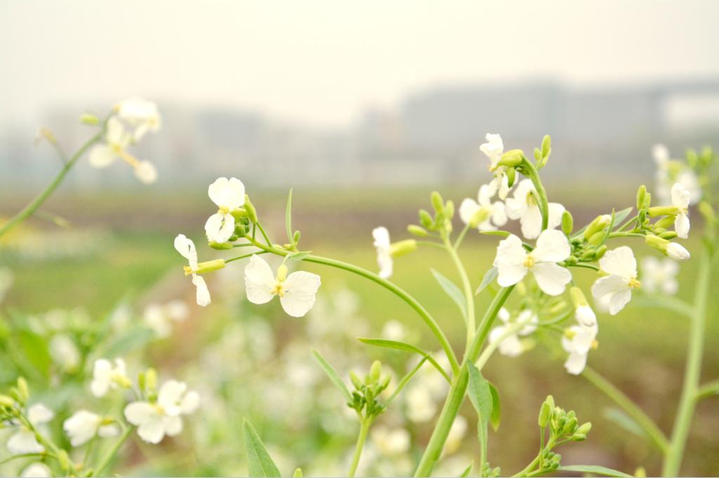 QQ截图20150518132521.png QQ截图20150518132521.png